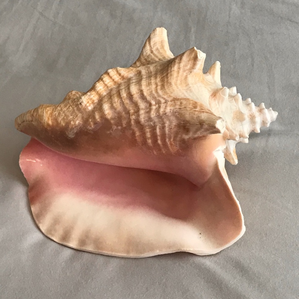 Interior accessory Seashell